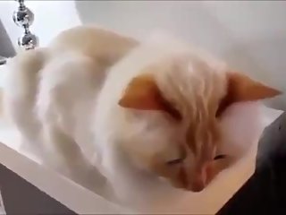 Ah Yes Ah No I Like Your Cute Pussy